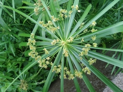 Cyperus alternifolius flabelliformis