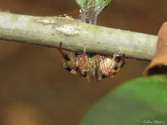 Araneus venatrix