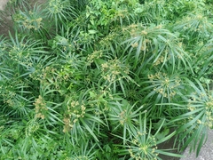 Cyperus alternifolius flabelliformis