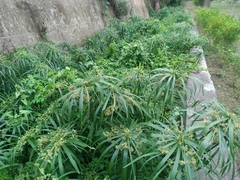 Cyperus alternifolius flabelliformis