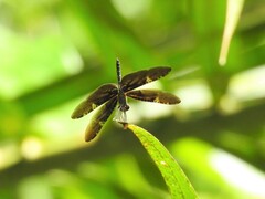Rhyothemis obsolescens