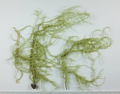 Usnea cornuta