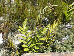 Blechnum procerum