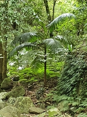 Archontophoenix cunninghamiana