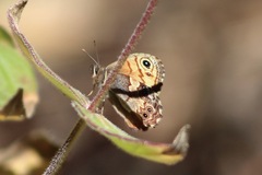 Paramacera xicaque xicaque