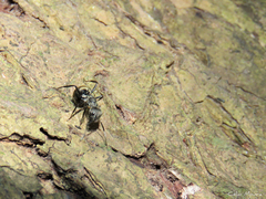 Camponotus arboreus