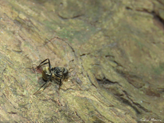 Camponotus arboreus