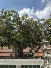 Ficus benghalensis