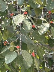 Ficus benghalensis