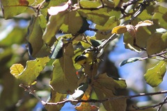 Oreothlypis superciliosa