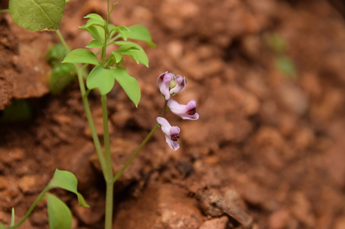 Ceratocapnos turbinata
