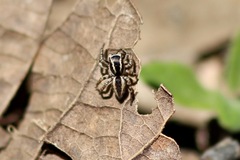 Mexigonus