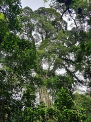 Ficus obliqua