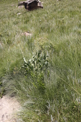 Senecio isatideus