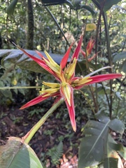 Heliconia monteverdensis