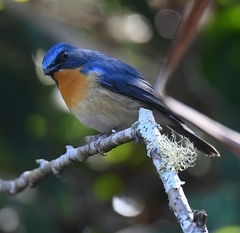Cyornis sumatrensis
