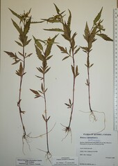 Bidens heterodoxa