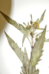 Bidens heterodoxa