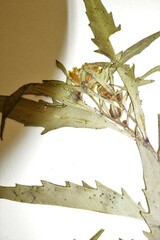 Bidens heterodoxa