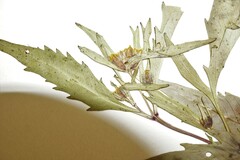Bidens heterodoxa