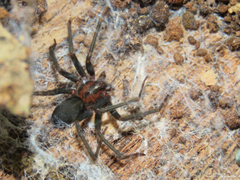 Loxosceles amazonica