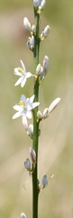 Chlorophytum krookianum
