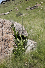 Chlorophytum krookianum