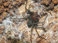 Loxosceles amazonica