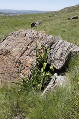 Chlorophytum krookianum