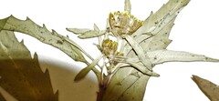 Bidens heterodoxa