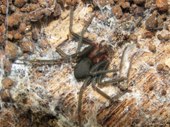 Loxosceles amazonica