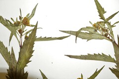 Bidens heterodoxa