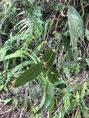 Smilax ocreata