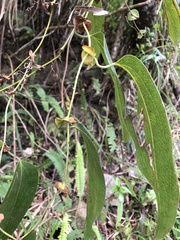 Smilax ocreata