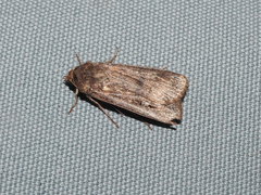 Agrotis infusa