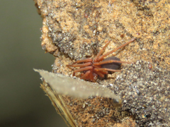 Abapeba