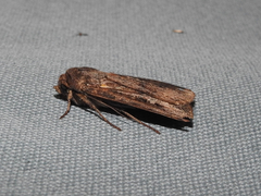 Agrotis infusa