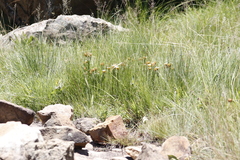 Helichrysum herbaceum