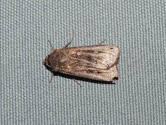 Agrotis infusa