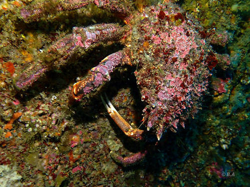 Spiny Spider Crab