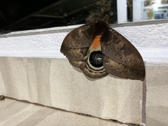 Saturniidae