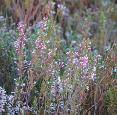 Erica perspicua