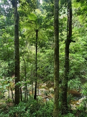 Cyathea