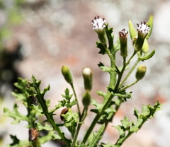 Senecio subrubriflorus