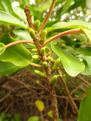 Excoecaria agallocha