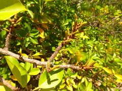 Excoecaria agallocha