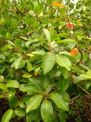 Excoecaria agallocha