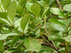 Psidium guineense