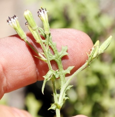 Senecio subrubriflorus