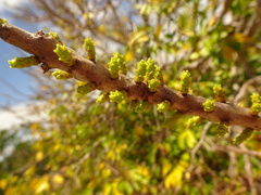 Excoecaria agallocha